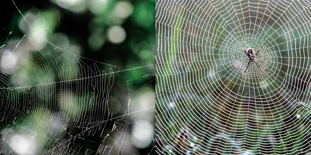 Spider Man & Venom Web Design Meme