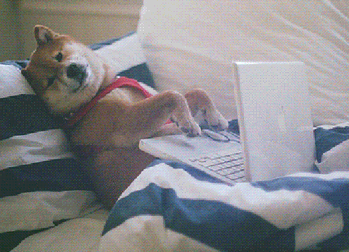 shiba inu lying on the couch and typing on a laptop